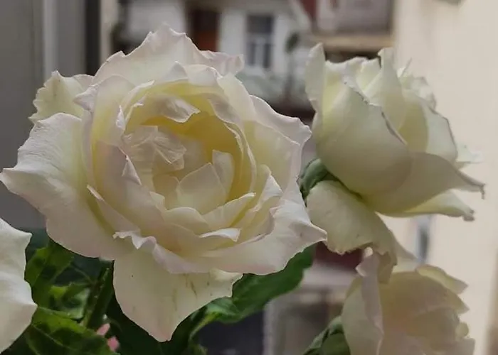 Lägenhet двокімнатна в старому львові *